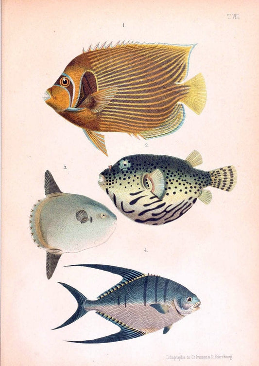 Atlas des poissons vÃ©nÃ©neuxS.-Peterburg,TipografÃ Â¯ia V.S. Balasheva,1886. |  | Vintage Print Reproduction 459681