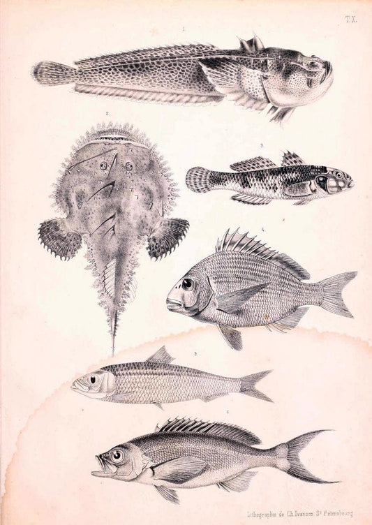 Atlas des poissons vÃ©nÃ©neuxS.-Peterburg,TipografÃ Â¯ia V.S. Balasheva,1886. |  | Vintage Print Reproduction 459683
