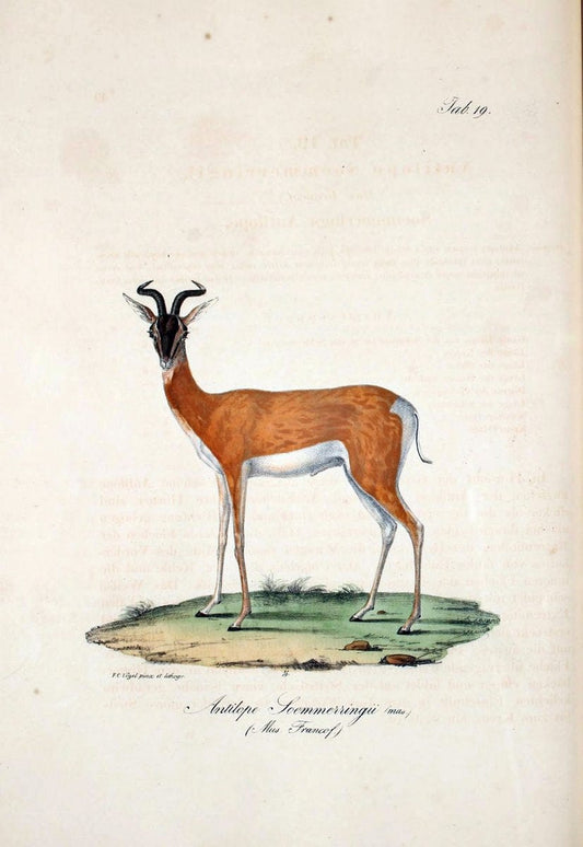 Atlas zu der Reise im nÃ¶rdlichen Afrika /.Frankfurt am Main :Gedruckt und in Commission bei Heinr. Ludw. BrÃ¶nner,1826-1828.. |  | Vintage Print Reproduction 459734