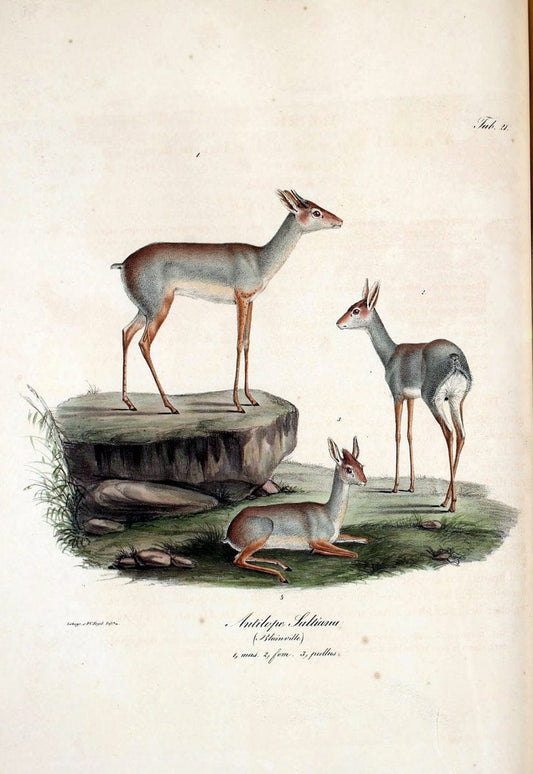 Atlas zu der Reise im nÃ¶rdlichen Afrika /.Frankfurt am Main :Gedruckt und in Commission bei Heinr. Ludw. BrÃ¶nner,1826-1828.. |  | Vintage Print Reproduction 459736