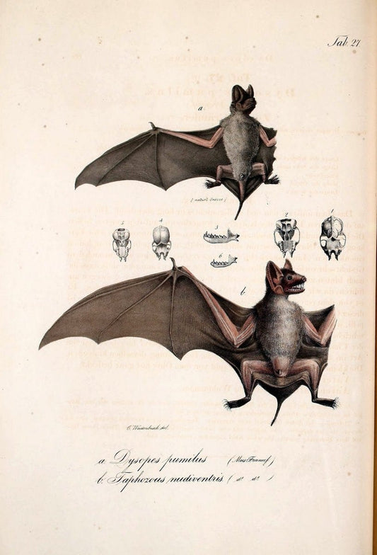 Atlas zu der Reise im nÃ¶rdlichen Afrika /.Frankfurt am Main :Gedruckt und in Commission bei Heinr. Ludw. BrÃ¶nner,1826-1828.. |  | Vintage Print Reproduction 459737