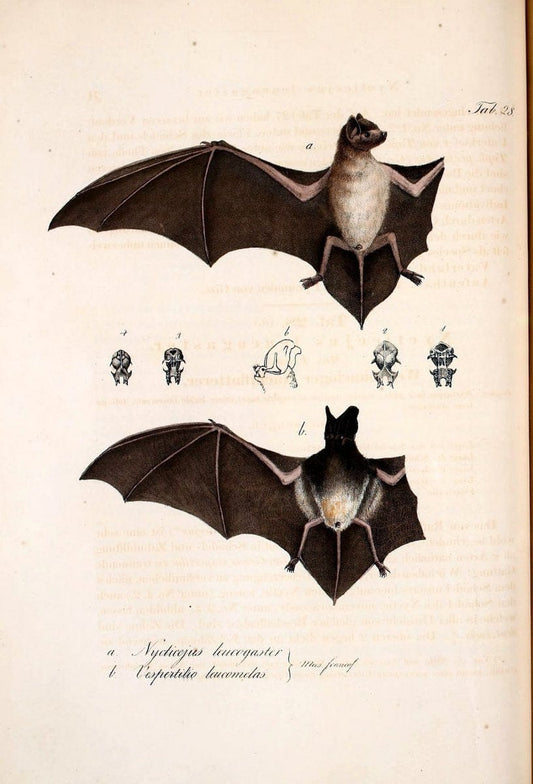 Atlas zu der Reise im nÃ¶rdlichen Afrika /.Frankfurt am Main :Gedruckt und in Commission bei Heinr. Ludw. BrÃ¶nner,1826-1828.. |  | Vintage Print Reproduction 459738