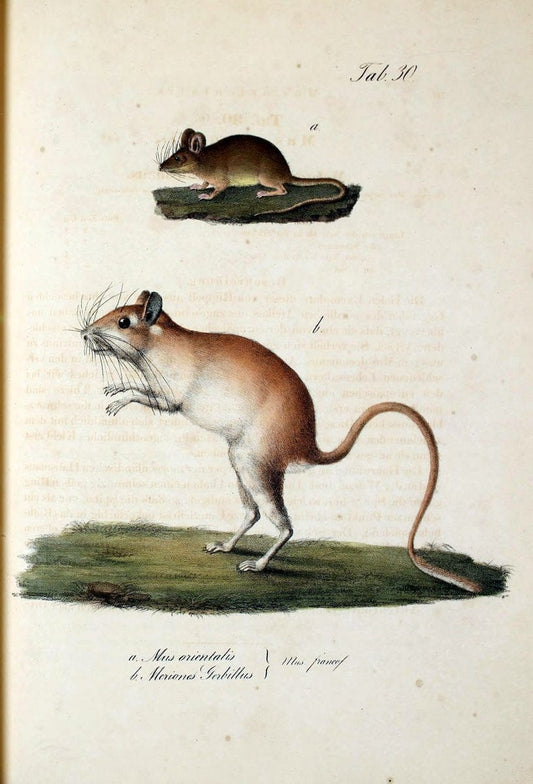 Atlas zu der Reise im nÃ¶rdlichen Afrika /.Frankfurt am Main :Gedruckt und in Commission bei Heinr. Ludw. BrÃ¶nner,1826-1828.. |  | Vintage Print Reproduction 459740