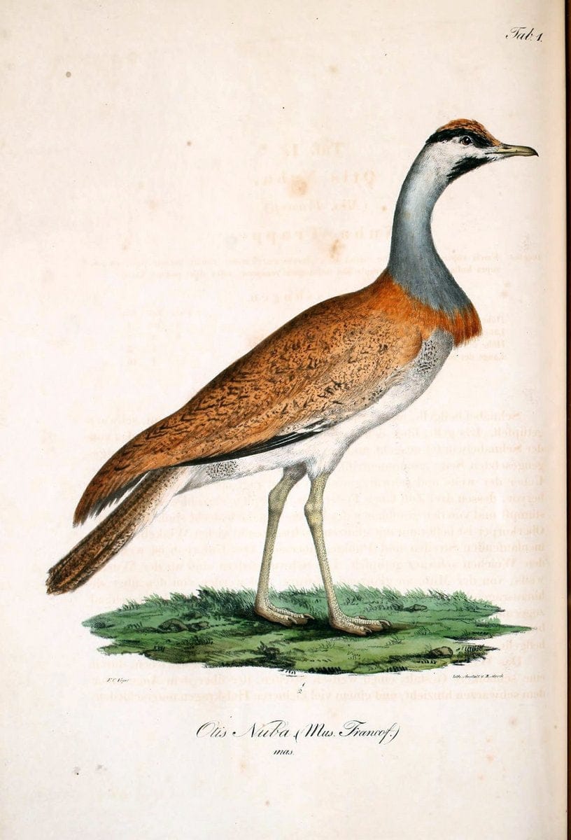 Atlas zu der Reise im nÃ¶rdlichen Afrika /.Frankfurt am Main :Gedruckt und in Commission bei Heinr. Ludw. BrÃ¶nner,1826-1828.. |  | Vintage Print Reproduction 459741