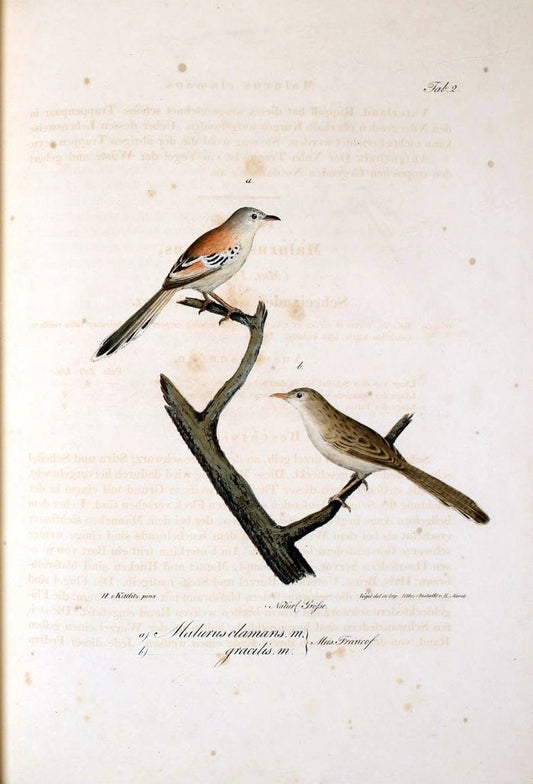 Atlas zu der Reise im nÃ¶rdlichen Afrika /.Frankfurt am Main :Gedruckt und in Commission bei Heinr. Ludw. BrÃ¶nner,1826-1828.. |  | Vintage Print Reproduction 459742