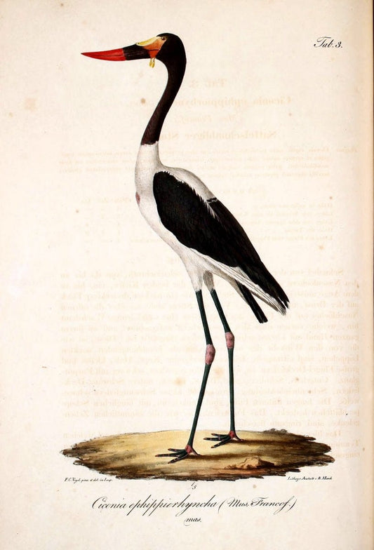 Atlas zu der Reise im nÃ¶rdlichen Afrika /.Frankfurt am Main :Gedruckt und in Commission bei Heinr. Ludw. BrÃ¶nner,1826-1828.. |  | Vintage Print Reproduction 459743