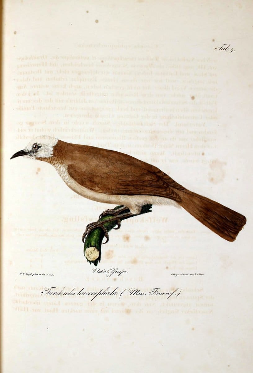 Atlas zu der Reise im nÃ¶rdlichen Afrika /.Frankfurt am Main :Gedruckt und in Commission bei Heinr. Ludw. BrÃ¶nner,1826-1828.. |  | Vintage Print Reproduction 459744