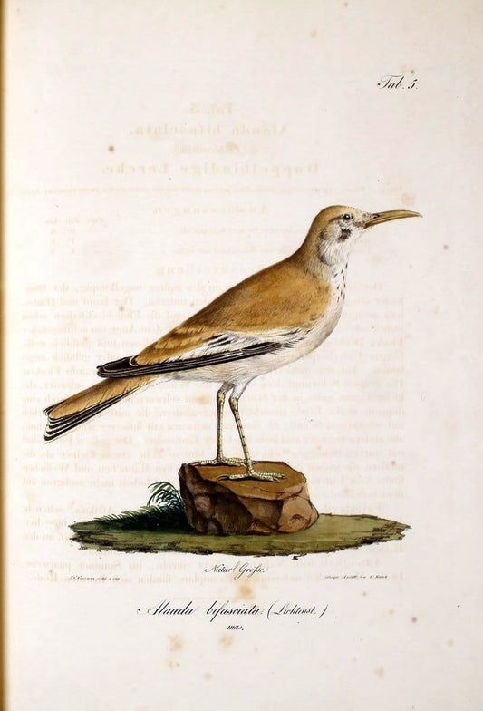 Atlas zu der Reise im nÃ¶rdlichen Afrika /.Frankfurt am Main :Gedruckt und in Commission bei Heinr. Ludw. BrÃ¶nner,1826-1828.. |  | Vintage Print Reproduction 459745