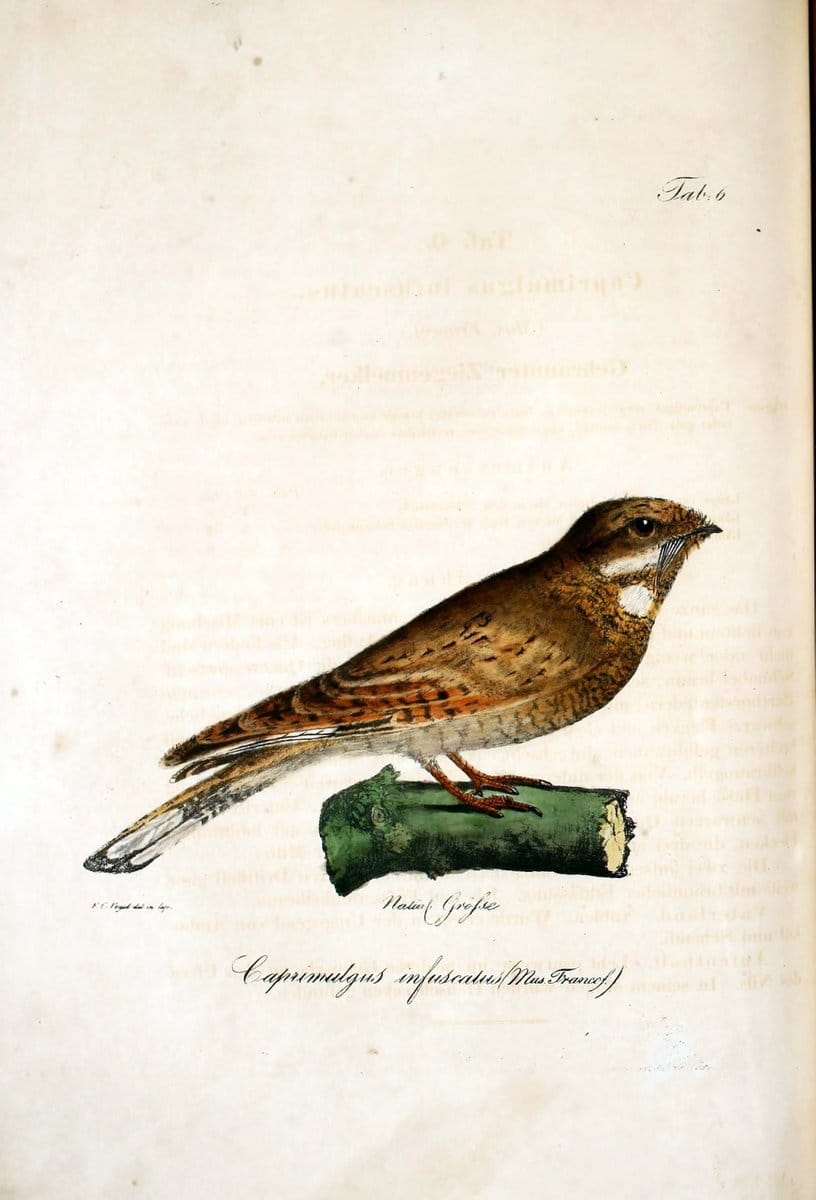 Atlas zu der Reise im nÃ¶rdlichen Afrika /.Frankfurt am Main :Gedruckt und in Commission bei Heinr. Ludw. BrÃ¶nner,1826-1828.. |  | Vintage Print Reproduction 459746
