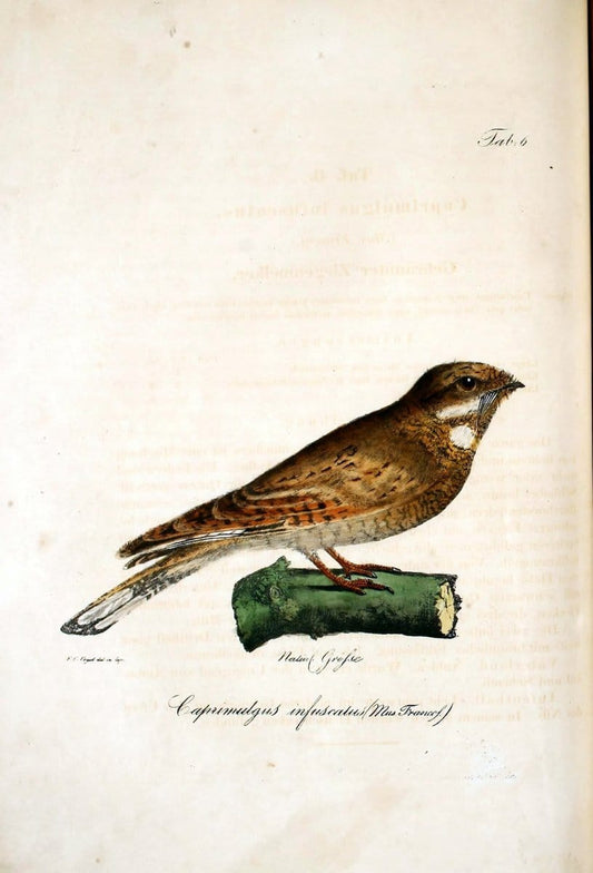Atlas zu der Reise im nÃ¶rdlichen Afrika /.Frankfurt am Main :Gedruckt und in Commission bei Heinr. Ludw. BrÃ¶nner,1826-1828.. |  | Vintage Print Reproduction 459746