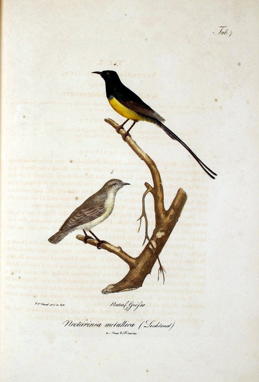 Atlas zu der Reise im nÃ¶rdlichen Afrika /.Frankfurt am Main :Gedruckt und in Commission bei Heinr. Ludw. BrÃ¶nner,1826-1828.. |  | Vintage Print Reproduction 459747