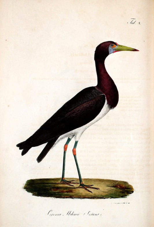 Atlas zu der Reise im nÃ¶rdlichen Afrika /.Frankfurt am Main :Gedruckt und in Commission bei Heinr. Ludw. BrÃ¶nner,1826-1828.. |  | Vintage Print Reproduction 459748