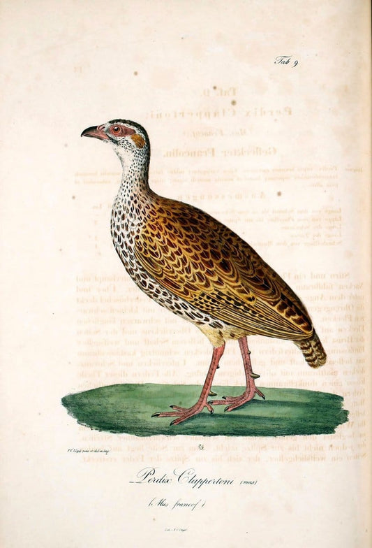 Atlas zu der Reise im nÃ¶rdlichen Afrika /.Frankfurt am Main :Gedruckt und in Commission bei Heinr. Ludw. BrÃ¶nner,1826-1828.. |  | Vintage Print Reproduction 459749