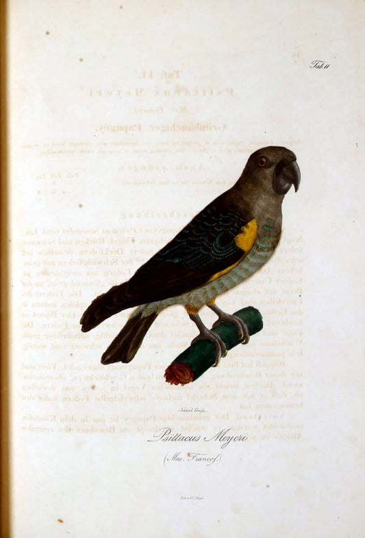 Atlas zu der Reise im nÃ¶rdlichen Afrika /.Frankfurt am Main :Gedruckt und in Commission bei Heinr. Ludw. BrÃ¶nner,1826-1828.. |  | Vintage Print Reproduction 459751