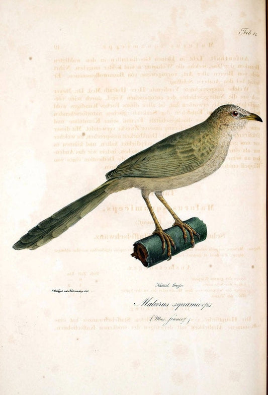 Atlas zu der Reise im nÃ¶rdlichen Afrika /.Frankfurt am Main :Gedruckt und in Commission bei Heinr. Ludw. BrÃ¶nner,1826-1828.. |  | Vintage Print Reproduction 459752