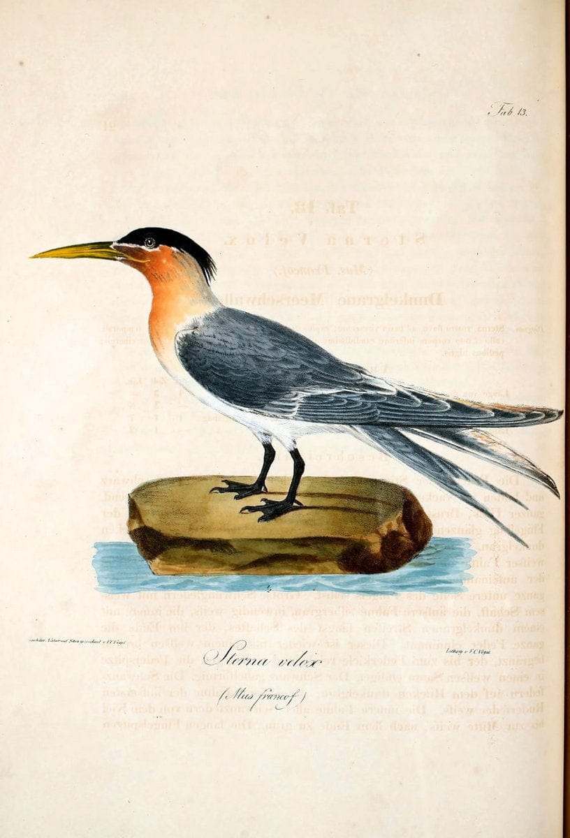 Atlas zu der Reise im nÃ¶rdlichen Afrika /.Frankfurt am Main :Gedruckt und in Commission bei Heinr. Ludw. BrÃ¶nner,1826-1828.. |  | Vintage Print Reproduction 459753