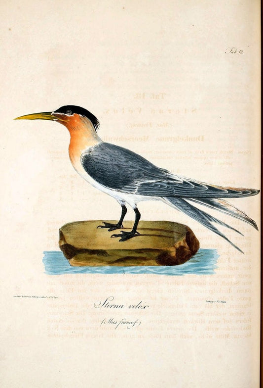 Atlas zu der Reise im nÃ¶rdlichen Afrika /.Frankfurt am Main :Gedruckt und in Commission bei Heinr. Ludw. BrÃ¶nner,1826-1828.. |  | Vintage Print Reproduction 459753