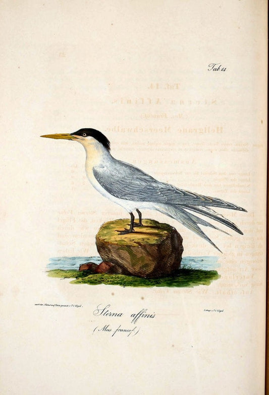 Atlas zu der Reise im nÃ¶rdlichen Afrika /.Frankfurt am Main :Gedruckt und in Commission bei Heinr. Ludw. BrÃ¶nner,1826-1828.. |  | Vintage Print Reproduction 459754