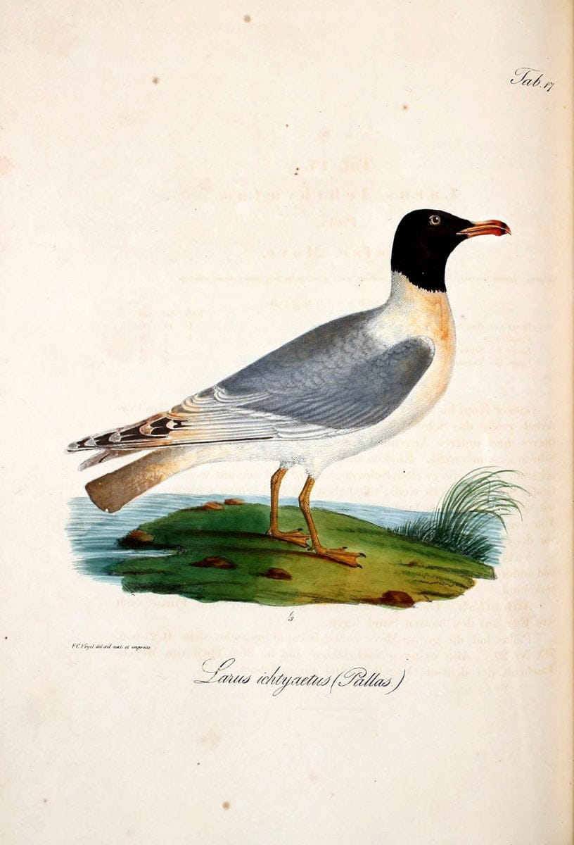 Atlas zu der Reise im nÃ¶rdlichen Afrika /.Frankfurt am Main :Gedruckt und in Commission bei Heinr. Ludw. BrÃ¶nner,1826-1828.. |  | Vintage Print Reproduction 459757