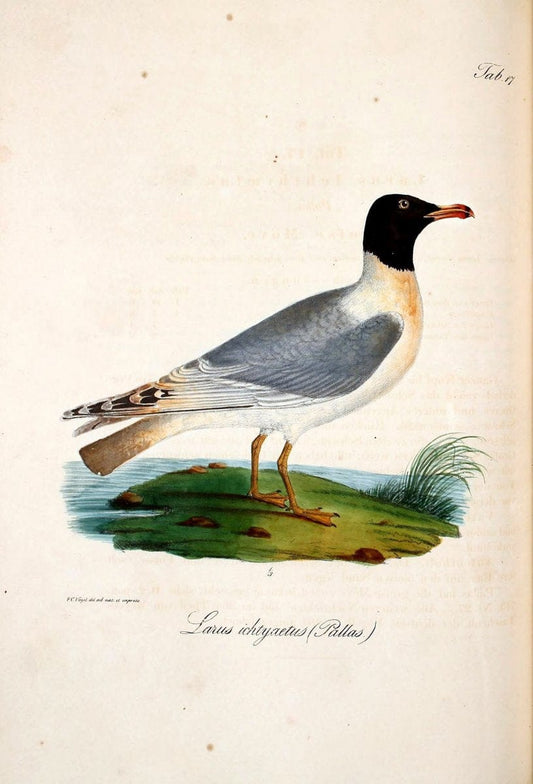 Atlas zu der Reise im nÃ¶rdlichen Afrika /.Frankfurt am Main :Gedruckt und in Commission bei Heinr. Ludw. BrÃ¶nner,1826-1828.. |  | Vintage Print Reproduction 459757