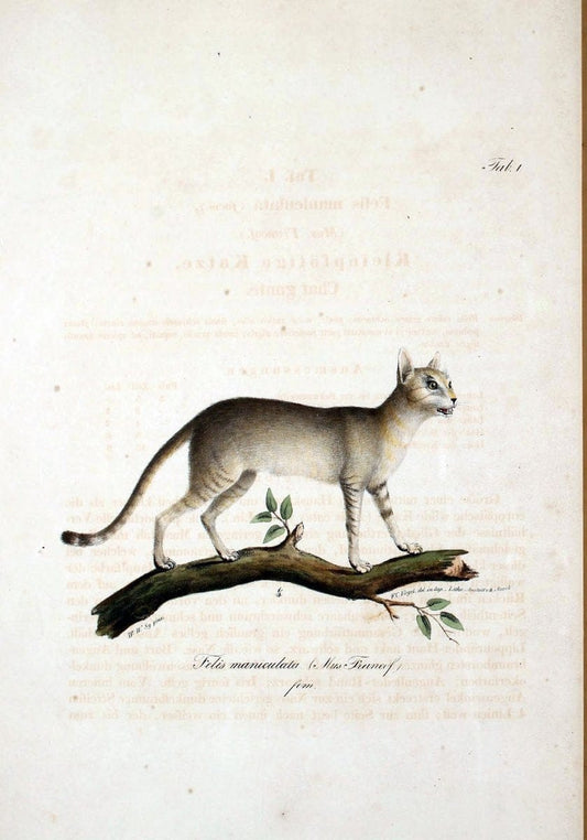 Atlas zu der Reise im nÃ¶rdlichen Afrika /.Frankfurt am Main :Gedruckt und in Commission bei Heinr. Ludw. BrÃ¶nner,1826-1828.. |  | Vintage Print Reproduction 459758