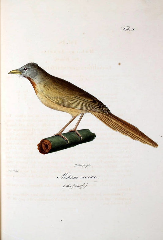 Atlas zu der Reise im nÃ¶rdlichen Afrika /.Frankfurt am Main :Gedruckt und in Commission bei Heinr. Ludw. BrÃ¶nner,1826-1828.. |  | Vintage Print Reproduction 459759