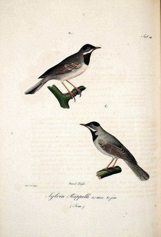 Atlas zu der Reise im nÃ¶rdlichen Afrika /.Frankfurt am Main :Gedruckt und in Commission bei Heinr. Ludw. BrÃ¶nner,1826-1828.. |  | Vintage Print Reproduction 459760