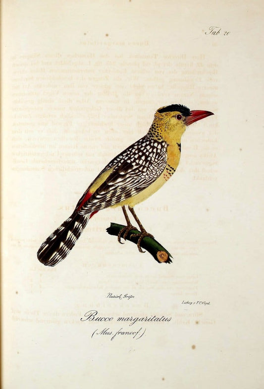 Atlas zu der Reise im nÃ¶rdlichen Afrika /.Frankfurt am Main :Gedruckt und in Commission bei Heinr. Ludw. BrÃ¶nner,1826-1828.. |  | Vintage Print Reproduction 459761
