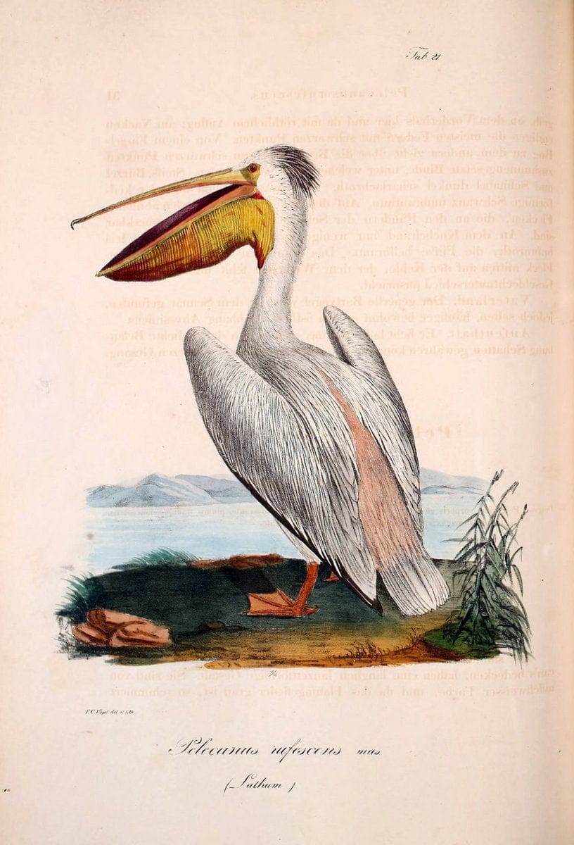 Atlas zu der Reise im nÃ¶rdlichen Afrika /.Frankfurt am Main :Gedruckt und in Commission bei Heinr. Ludw. BrÃ¶nner,1826-1828.. |  | Vintage Print Reproduction 459762