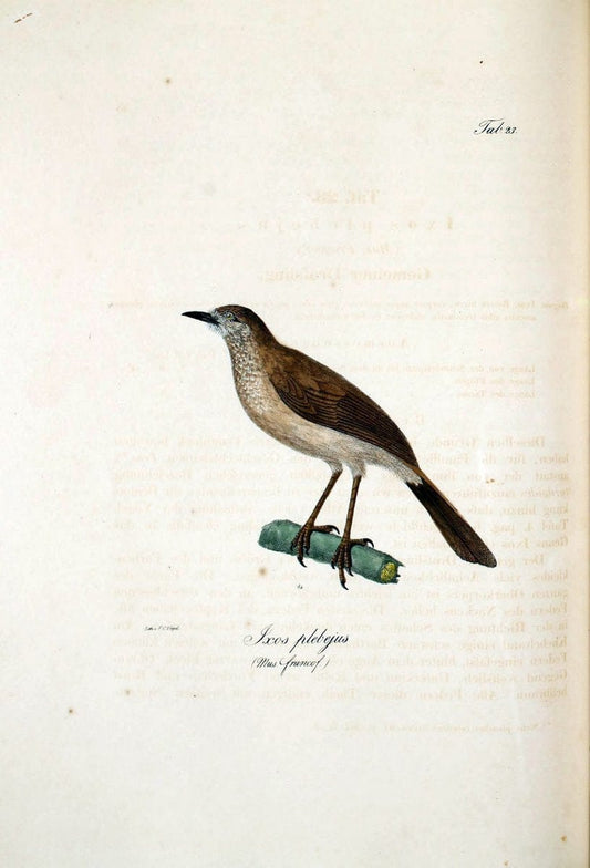 Atlas zu der Reise im nÃ¶rdlichen Afrika /.Frankfurt am Main :Gedruckt und in Commission bei Heinr. Ludw. BrÃ¶nner,1826-1828.. |  | Vintage Print Reproduction 459764