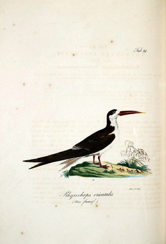 Atlas zu der Reise im nÃ¶rdlichen Afrika /.Frankfurt am Main :Gedruckt und in Commission bei Heinr. Ludw. BrÃ¶nner,1826-1828.. |  | Vintage Print Reproduction 459765