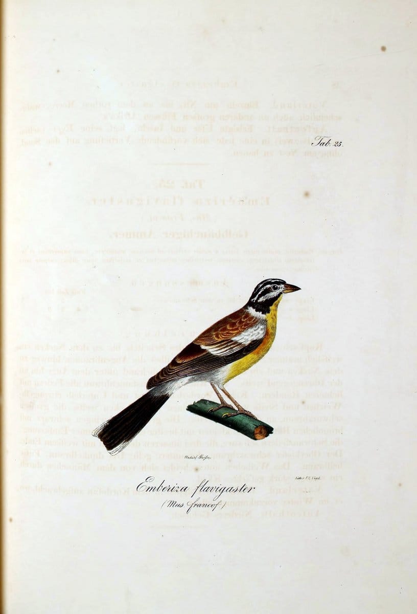 Atlas zu der Reise im nÃ¶rdlichen Afrika /.Frankfurt am Main :Gedruckt und in Commission bei Heinr. Ludw. BrÃ¶nner,1826-1828.. |  | Vintage Print Reproduction 459766