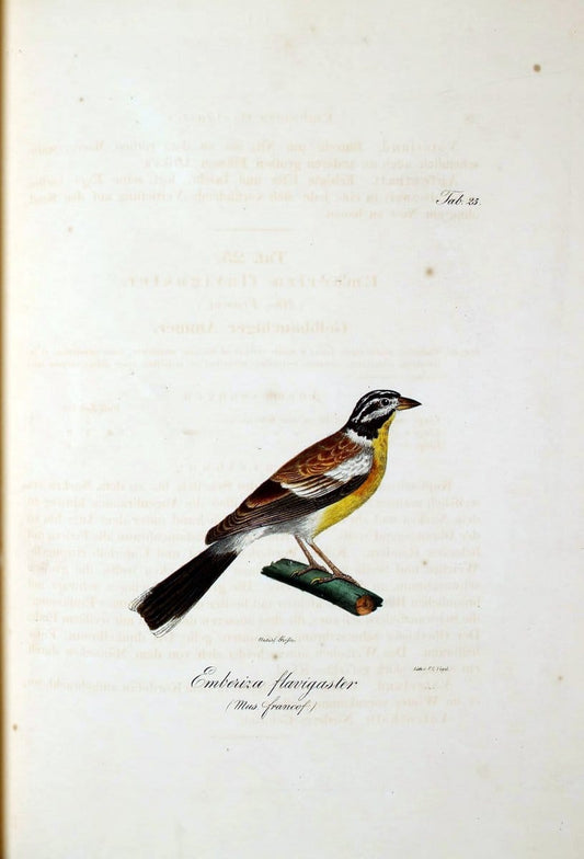 Atlas zu der Reise im nÃ¶rdlichen Afrika /.Frankfurt am Main :Gedruckt und in Commission bei Heinr. Ludw. BrÃ¶nner,1826-1828.. |  | Vintage Print Reproduction 459766