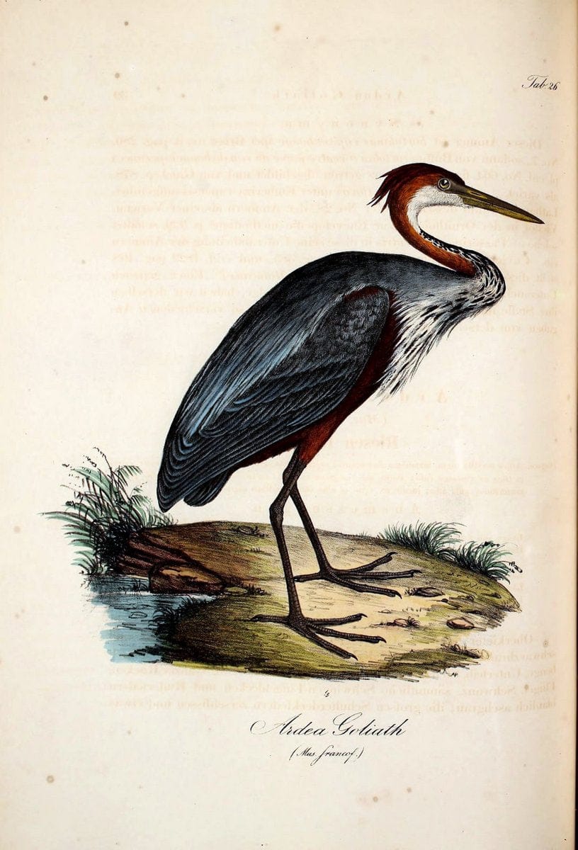 Atlas zu der Reise im nÃ¶rdlichen Afrika /.Frankfurt am Main :Gedruckt und in Commission bei Heinr. Ludw. BrÃ¶nner,1826-1828.. |  | Vintage Print Reproduction 459767