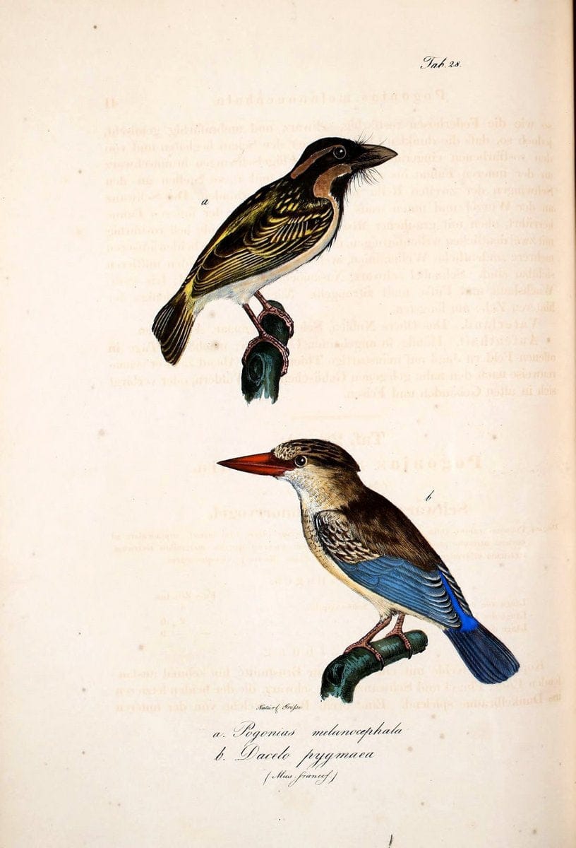 Atlas zu der Reise im nÃ¶rdlichen Afrika /.Frankfurt am Main :Gedruckt und in Commission bei Heinr. Ludw. BrÃ¶nner,1826-1828.. |  | Vintage Print Reproduction 459769