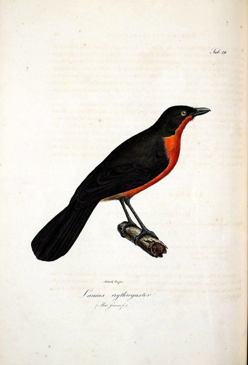 Atlas zu der Reise im nÃ¶rdlichen Afrika /.Frankfurt am Main :Gedruckt und in Commission bei Heinr. Ludw. BrÃ¶nner,1826-1828.. |  | Vintage Print Reproduction 459770
