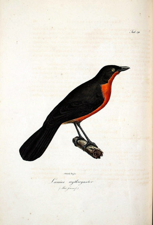 Atlas zu der Reise im nÃ¶rdlichen Afrika /.Frankfurt am Main :Gedruckt und in Commission bei Heinr. Ludw. BrÃ¶nner,1826-1828.. |  | Vintage Print Reproduction 459770