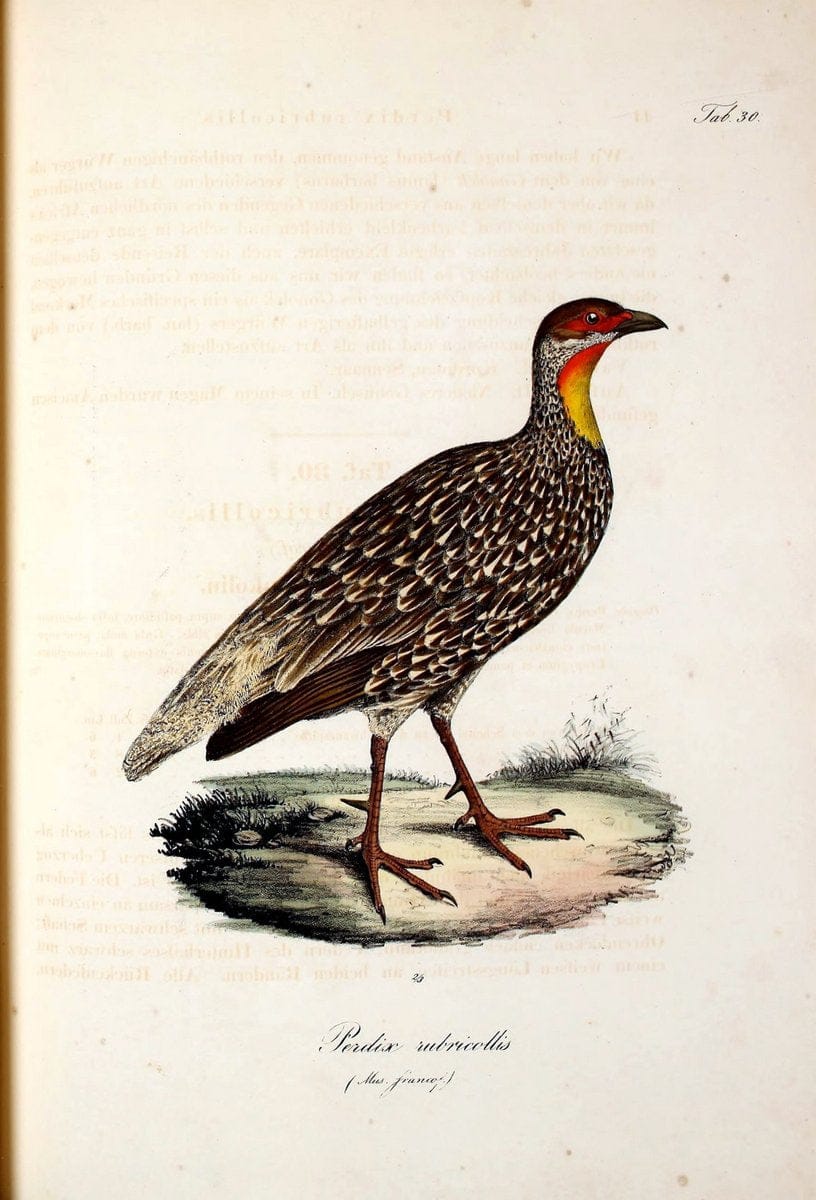 Atlas zu der Reise im nÃ¶rdlichen Afrika /.Frankfurt am Main :Gedruckt und in Commission bei Heinr. Ludw. BrÃ¶nner,1826-1828.. |  | Vintage Print Reproduction 459771