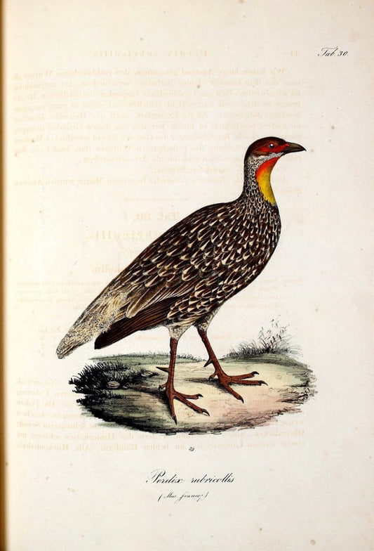 Atlas zu der Reise im nÃ¶rdlichen Afrika /.Frankfurt am Main :Gedruckt und in Commission bei Heinr. Ludw. BrÃ¶nner,1826-1828.. |  | Vintage Print Reproduction 459771