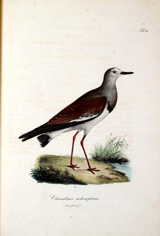 Atlas zu der Reise im nÃ¶rdlichen Afrika /.Frankfurt am Main :Gedruckt und in Commission bei Heinr. Ludw. BrÃ¶nner,1826-1828.. |  | Vintage Print Reproduction 459772
