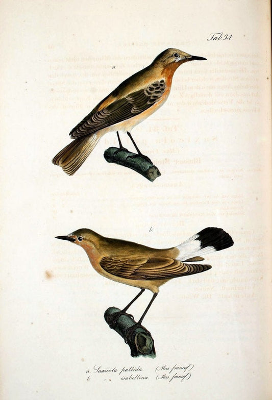 Atlas zu der Reise im nÃ¶rdlichen Afrika /.Frankfurt am Main :Gedruckt und in Commission bei Heinr. Ludw. BrÃ¶nner,1826-1828.. |  | Vintage Print Reproduction 459775