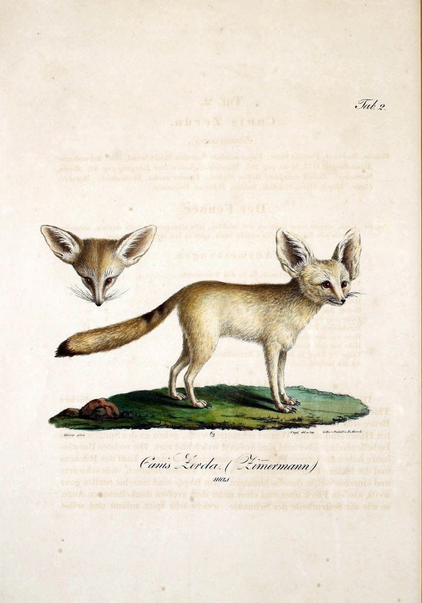 Atlas zu der Reise im nÃ¶rdlichen Afrika /.Frankfurt am Main :Gedruckt und in Commission bei Heinr. Ludw. BrÃ¶nner,1826-1828.. |  | Vintage Print Reproduction 459776