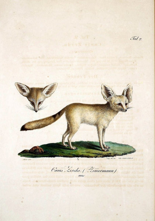 Atlas zu der Reise im nÃ¶rdlichen Afrika /.Frankfurt am Main :Gedruckt und in Commission bei Heinr. Ludw. BrÃ¶nner,1826-1828.. |  | Vintage Print Reproduction 459776