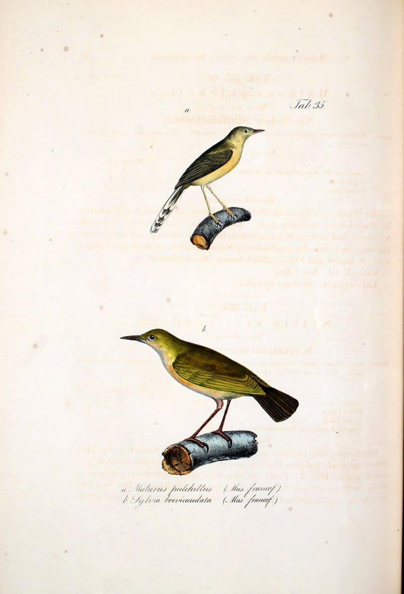 Atlas zu der Reise im nÃ¶rdlichen Afrika /.Frankfurt am Main :Gedruckt und in Commission bei Heinr. Ludw. BrÃ¶nner,1826-1828.. |  | Vintage Print Reproduction 459777