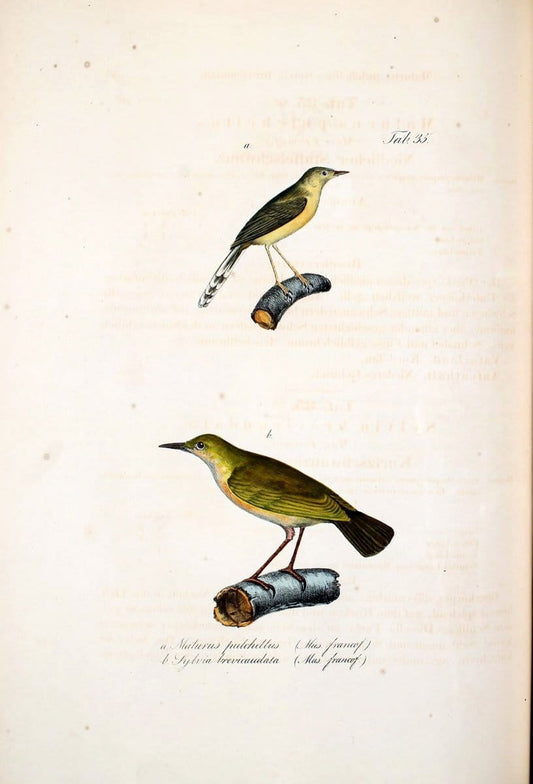 Atlas zu der Reise im nÃ¶rdlichen Afrika /.Frankfurt am Main :Gedruckt und in Commission bei Heinr. Ludw. BrÃ¶nner,1826-1828.. |  | Vintage Print Reproduction 459777