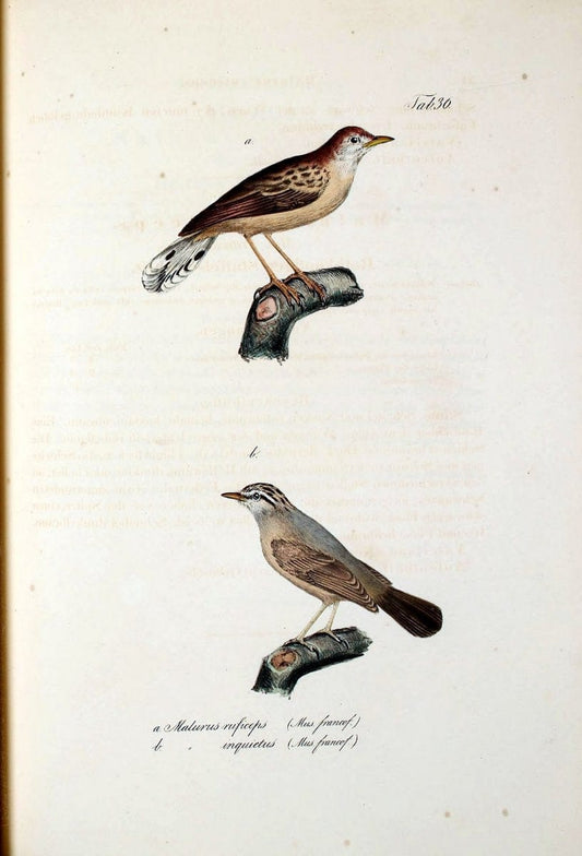 Atlas zu der Reise im nÃ¶rdlichen Afrika /.Frankfurt am Main :Gedruckt und in Commission bei Heinr. Ludw. BrÃ¶nner,1826-1828.. |  | Vintage Print Reproduction 459778
