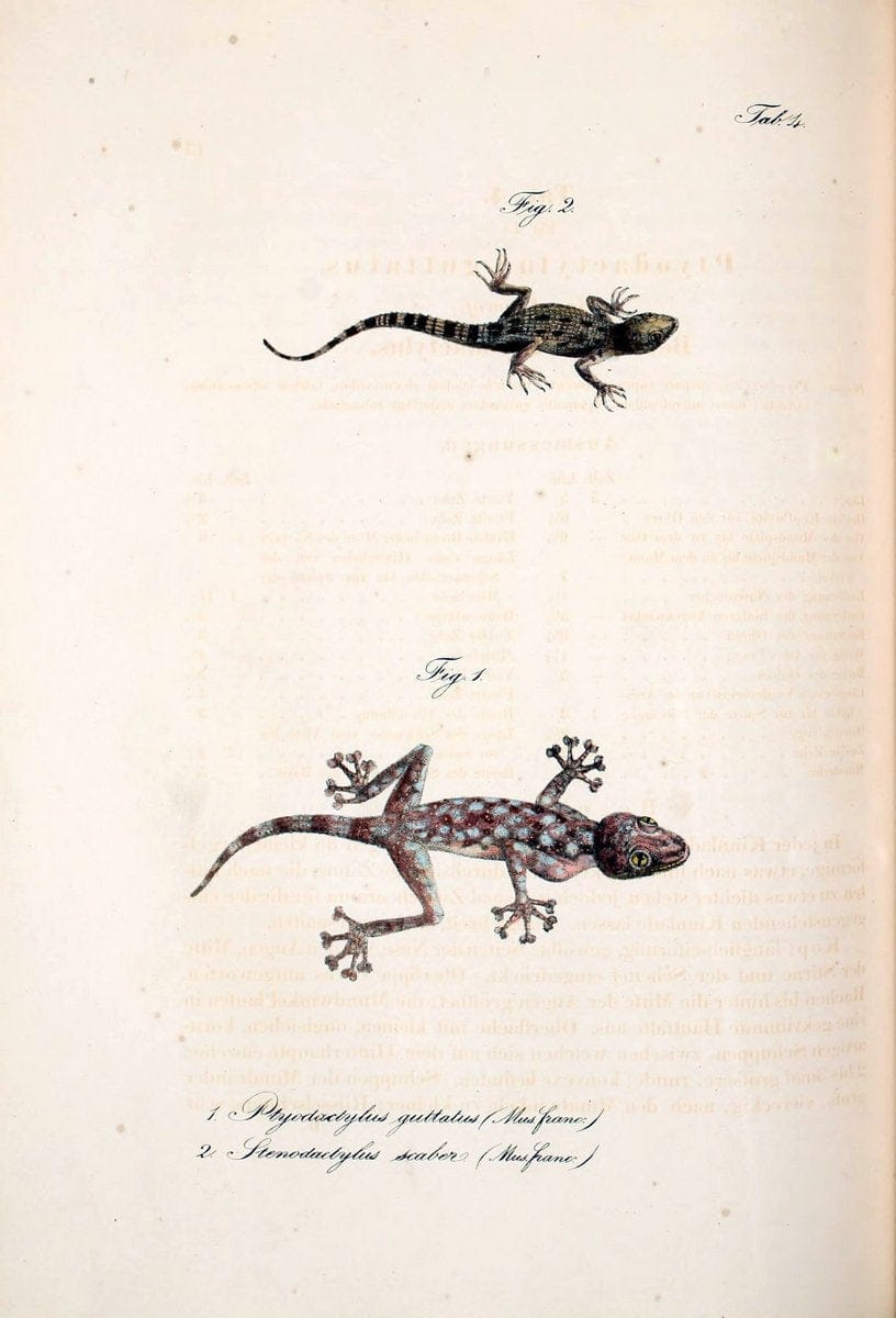 Atlas zu der Reise im nÃ¶rdlichen Afrika /.Frankfurt am Main :Gedruckt und in Commission bei Heinr. Ludw. BrÃ¶nner,1826-1828.. |  | Vintage Print Reproduction 459779