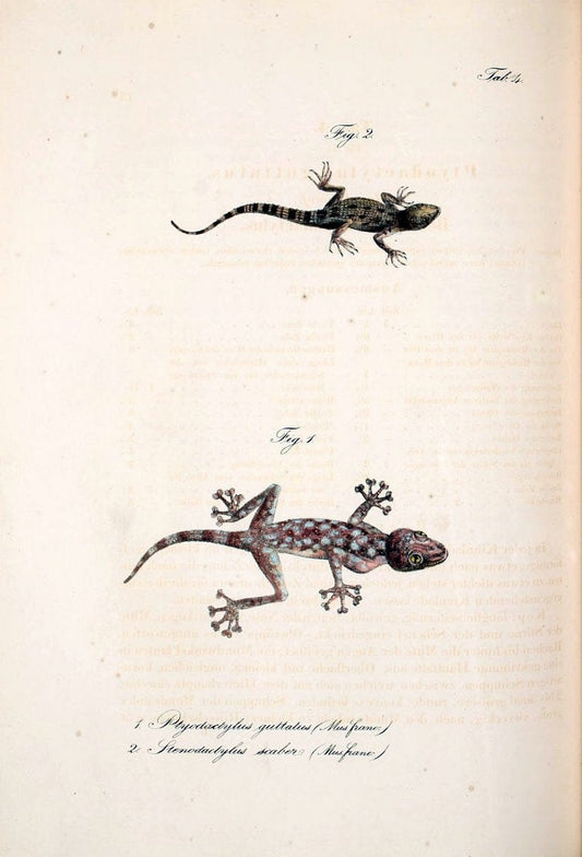 Atlas zu der Reise im nÃ¶rdlichen Afrika /.Frankfurt am Main :Gedruckt und in Commission bei Heinr. Ludw. BrÃ¶nner,1826-1828.. |  | Vintage Print Reproduction 459779