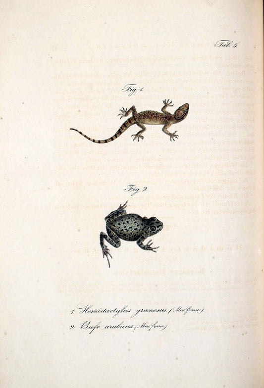 Atlas zu der Reise im nÃ¶rdlichen Afrika /.Frankfurt am Main :Gedruckt und in Commission bei Heinr. Ludw. BrÃ¶nner,1826-1828.. |  | Vintage Print Reproduction 459780