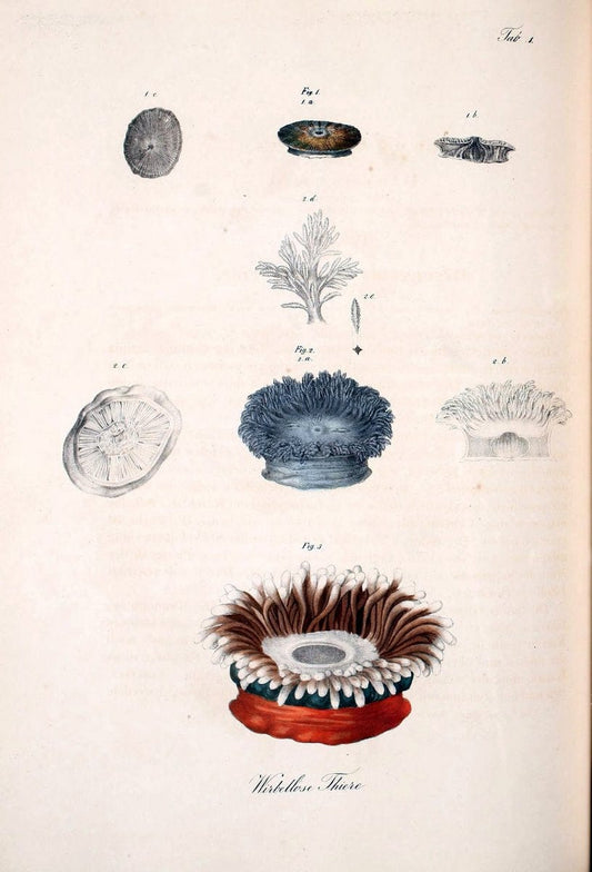 Atlas zu der Reise im nÃ¶rdlichen Afrika /.Frankfurt am Main :Gedruckt und in Commission bei Heinr. Ludw. BrÃ¶nner,1826-1828.. |  | Vintage Print Reproduction 459781